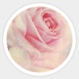 Antique Rose Sticker